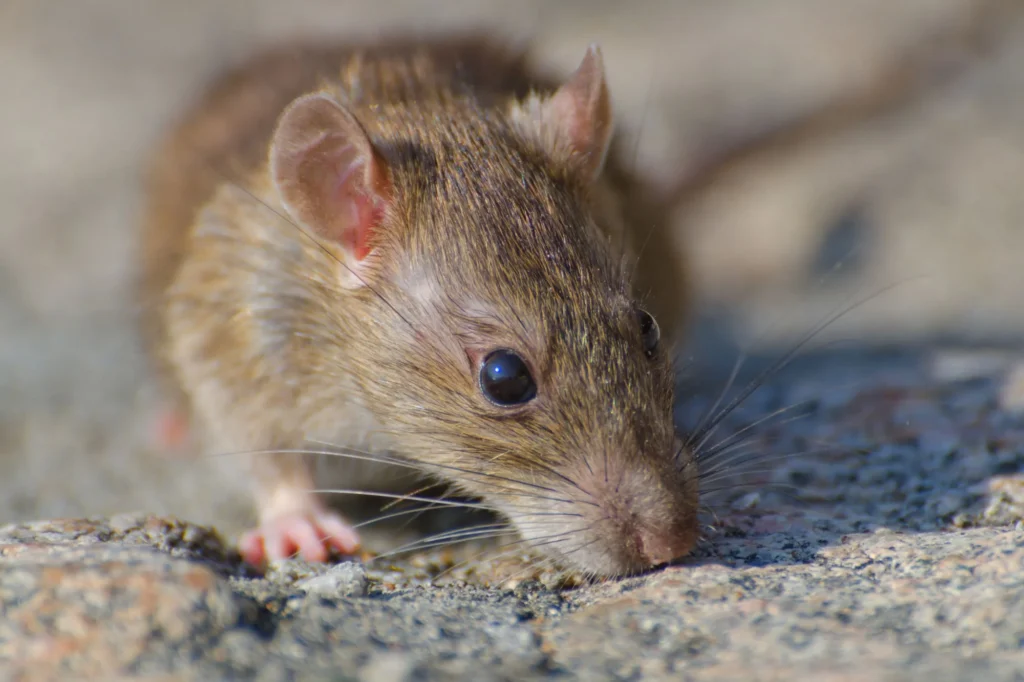 rodent exclusion
